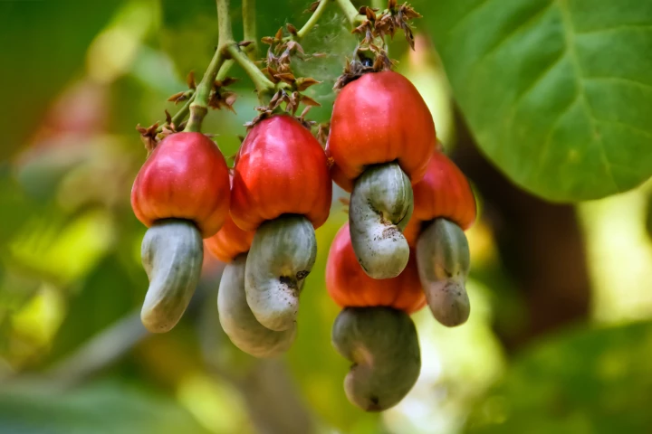 Cashew apples and shells are effective at limiting fat cell development