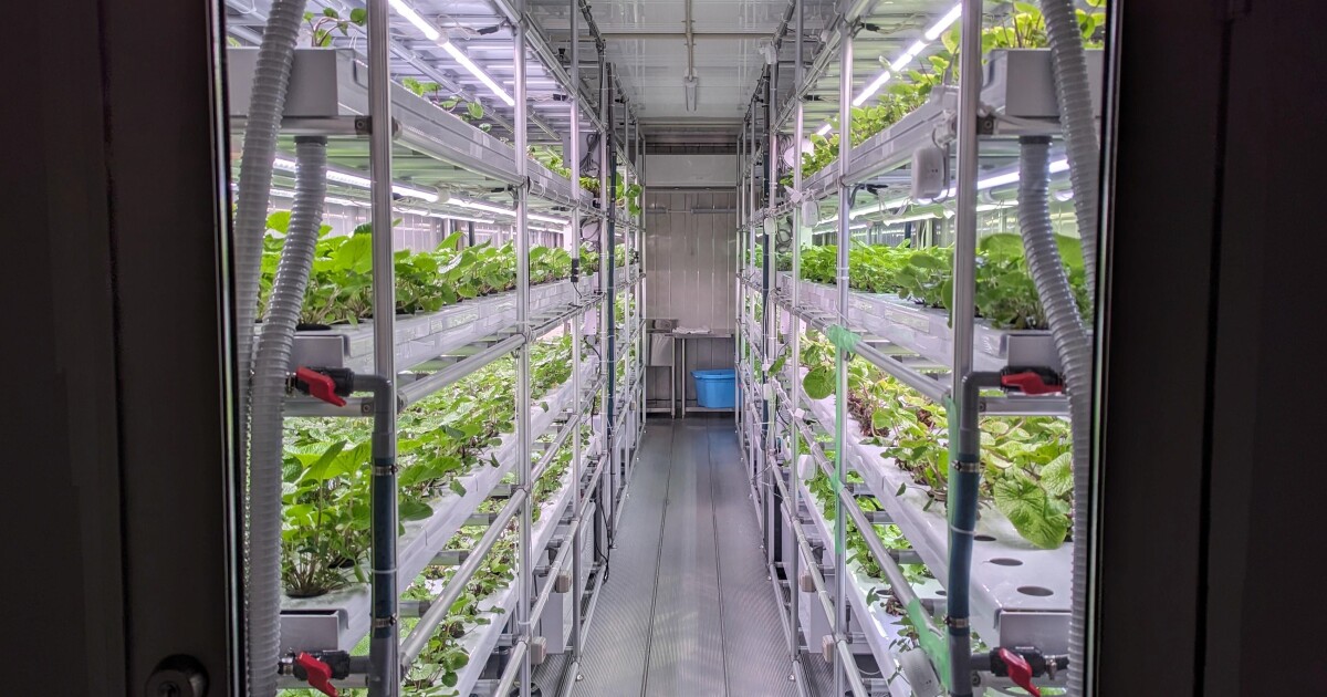 Super-sized grow kit allows wasabi to be farmed anywhere in the world