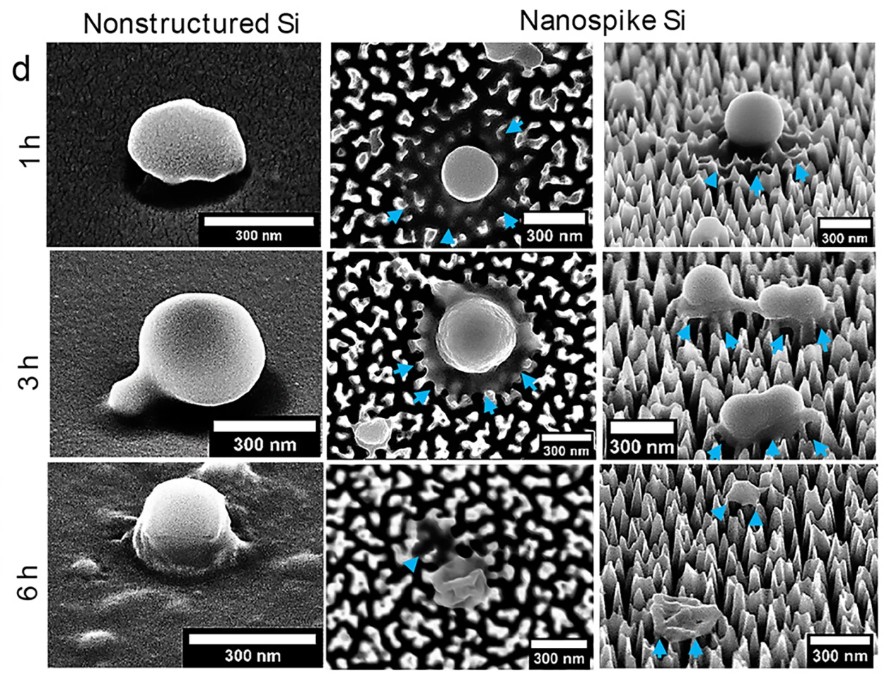 Scanning electron microscopy (SEM) images of HPIV-3 virus particles on spiked and non-spiked surfaces