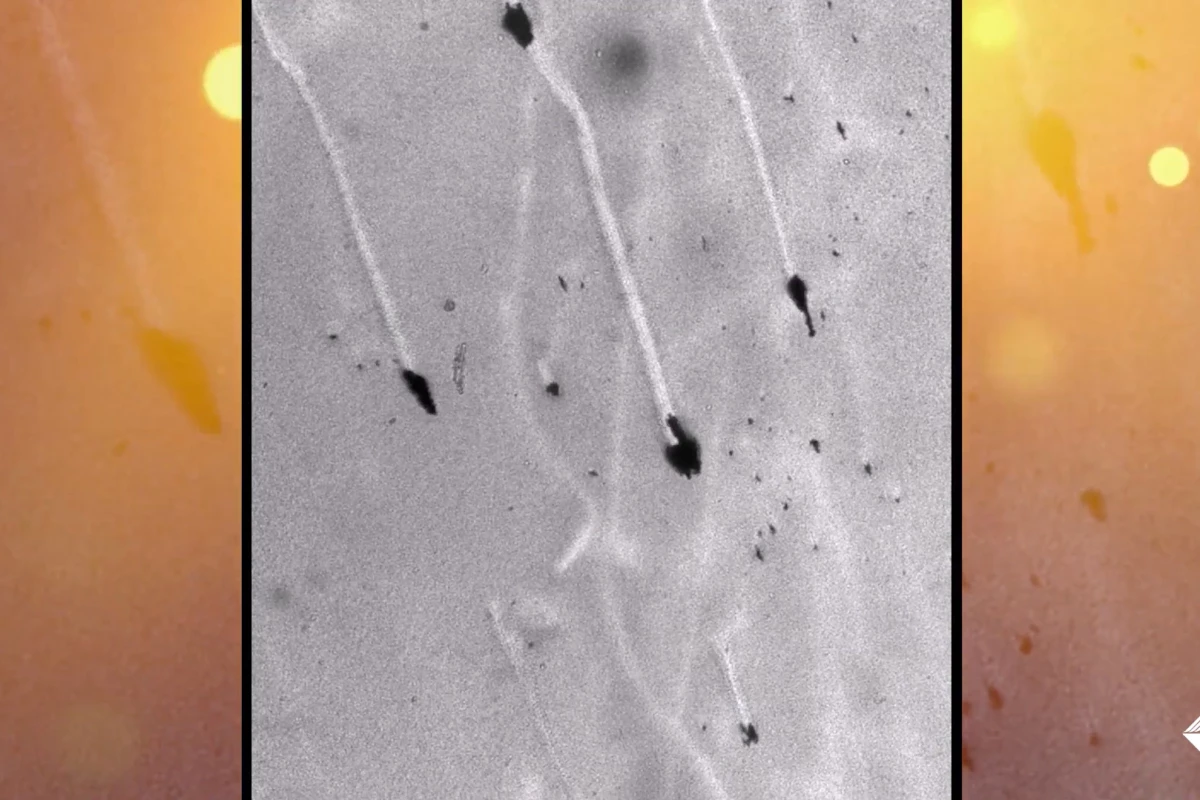 A group of antimicrobial T-Budbots clear paths through a bacterial biofilm