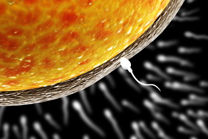A newly-identified molecule could be the key to both fertility treatments and new contraceptives