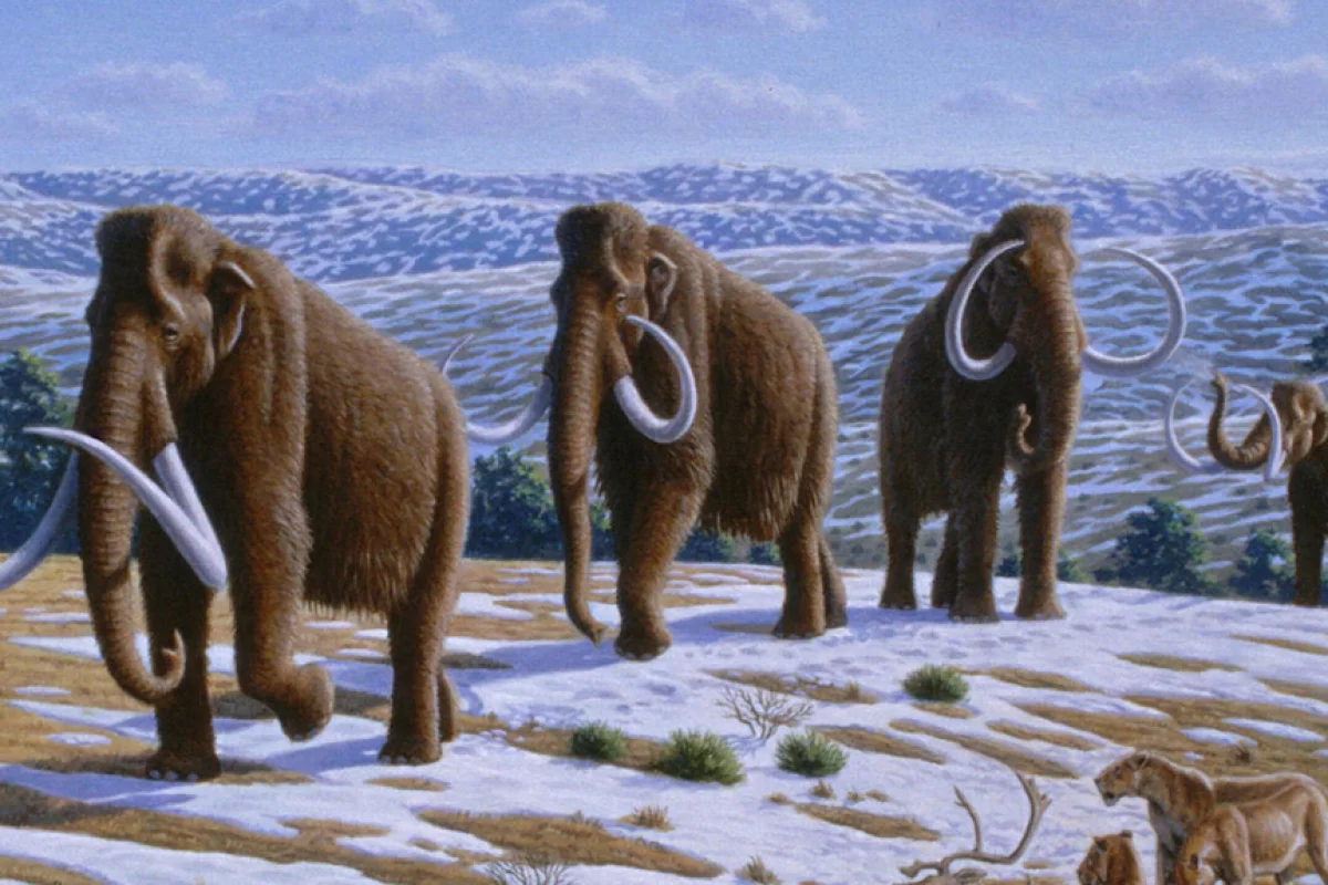 Woolly mammoths in a late Pleistocene landscape in northern Spain (Image: Mauricio Anton via PLoS Biology)