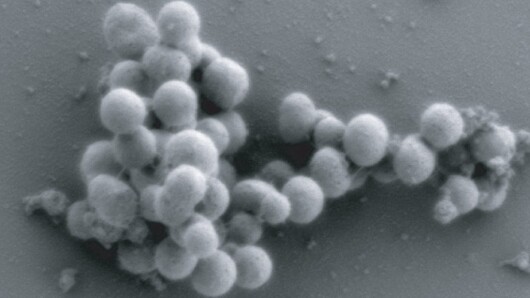 First truly synthetic organism created