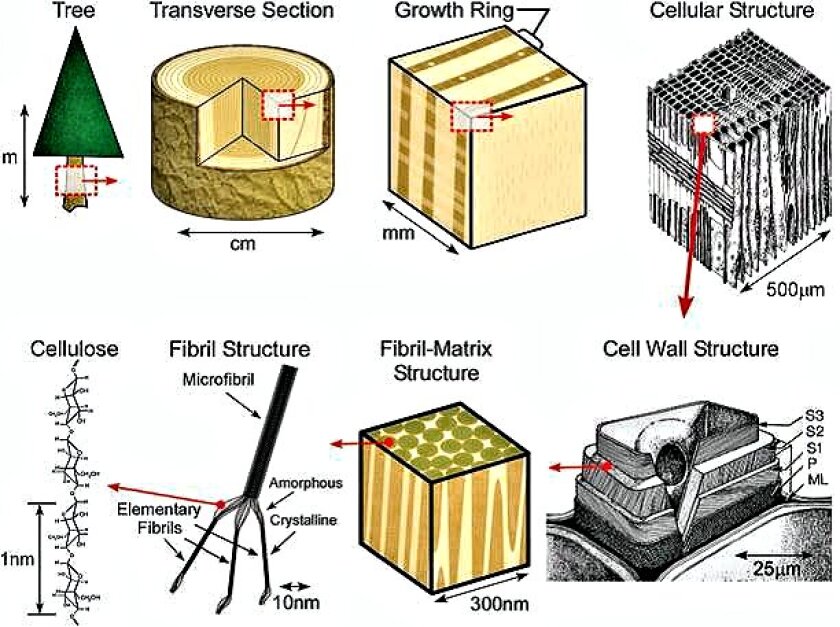 Cellulose structures in trees from logs to molecules