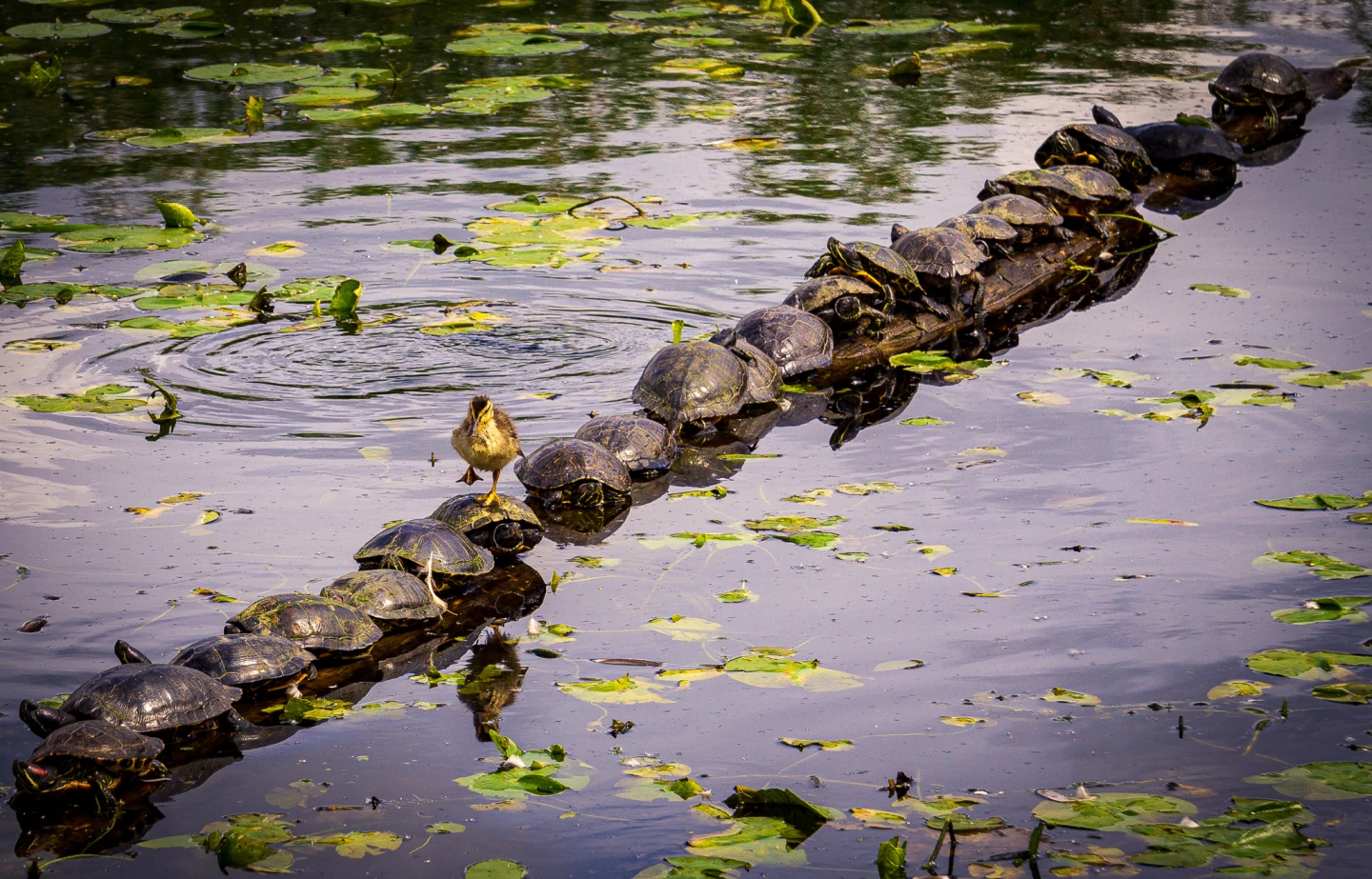 "Excuse Me... Pardon Me!". A duckling and turtles, Juanita Bay Park, Lake Washington, Kirkland, WA