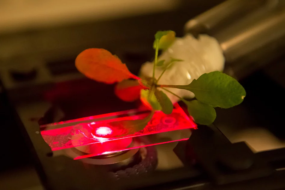 MIT researchers use a near-infrared microscope to read the output of carbon nanotube sensors embedded in an Arabidopsis thaliana plant (Photo: Bryce Vickmark)