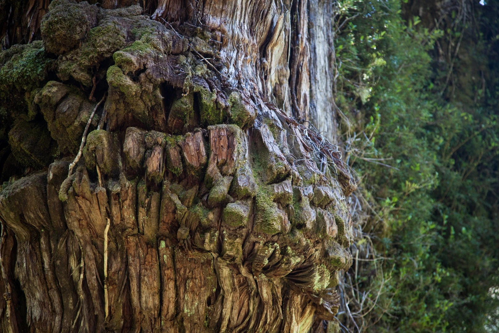 This tree trunk has seen some things in its time