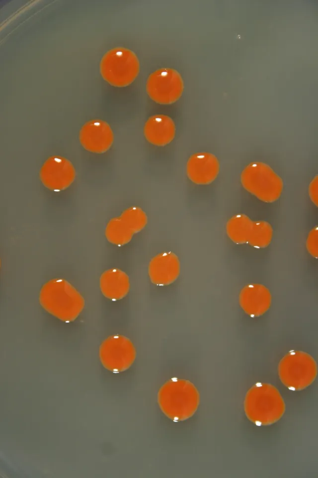 Sarcinaxanthin-producing bacteria on agar plates in the laboratory (Photo: Credit Geir Klinkenberg, SINTEF)
