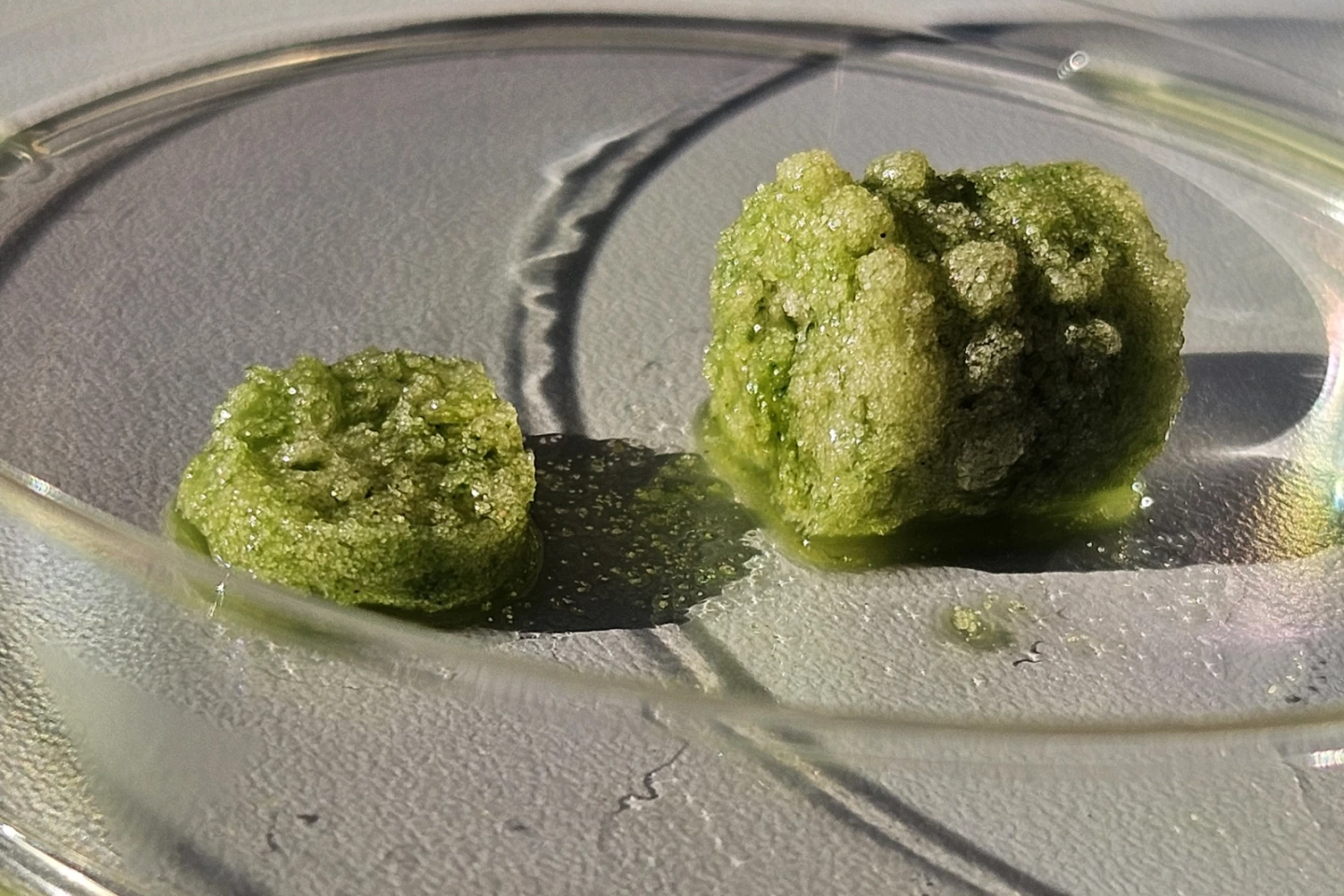 An image of the cyanobacteria used to create the structure of the bio-concrete