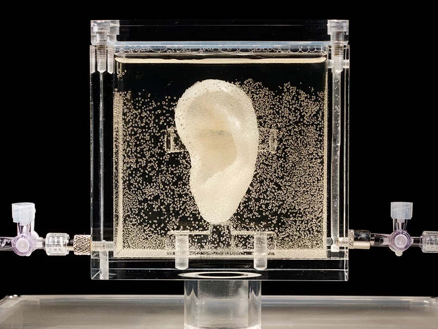 Sugababe is a living replica of artist Vincent Van Gogh's ear. The work incorporates living tissue implanted with genetic material from one of Van Gogh's living decedents
