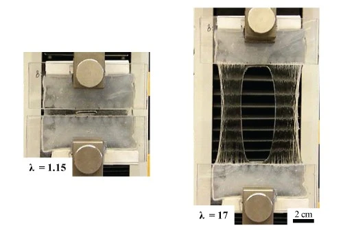 Even with a cut introduced, the hydrogel can still be stretched by a factor of 17
