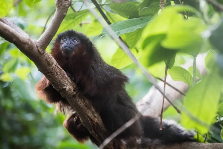 The red titi monkey is Xenothrix' closest living relative