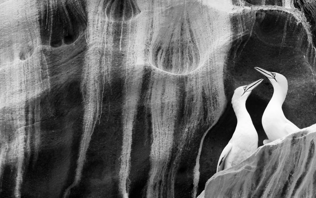 'The art of courtship', Rachel Bigsby (UK) – Natural Artistry winner. Nikon D850 + Sigma 60–600mm f4.5–6.3 lens; 1/1600 at f11; ISO 5000