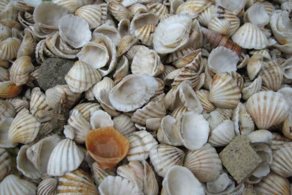 The structure of sea shells has inspired scientists to create a new material with similar qualities (Photo by seriocomico)