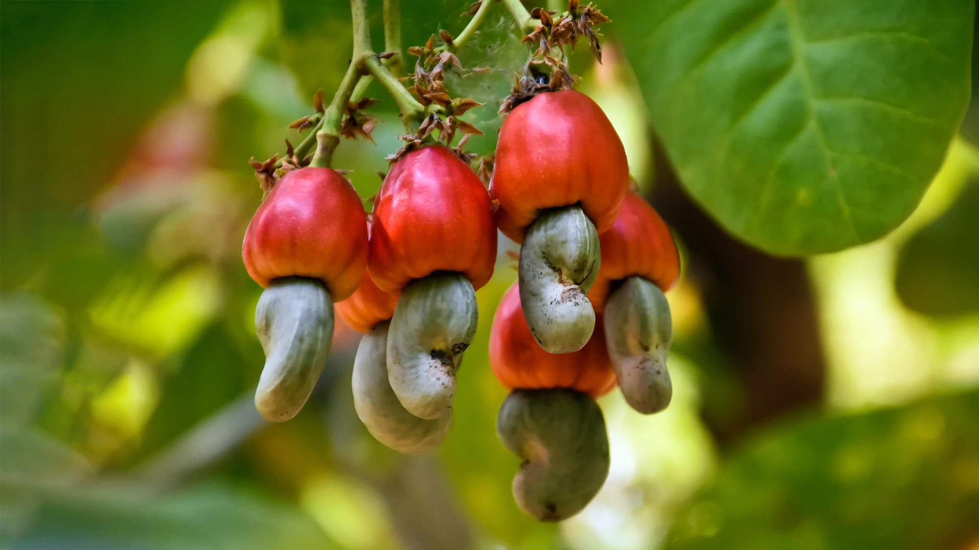 Cashew apples and shells are effective at limiting fat cell development