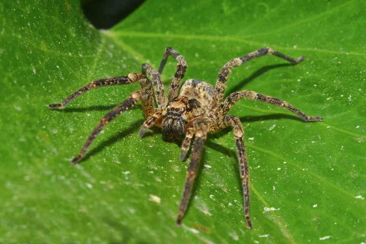 A wolf spider preparing to eat some insects (probably)