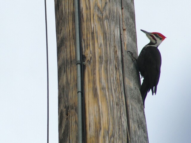 ... a pileated woodpecker ...