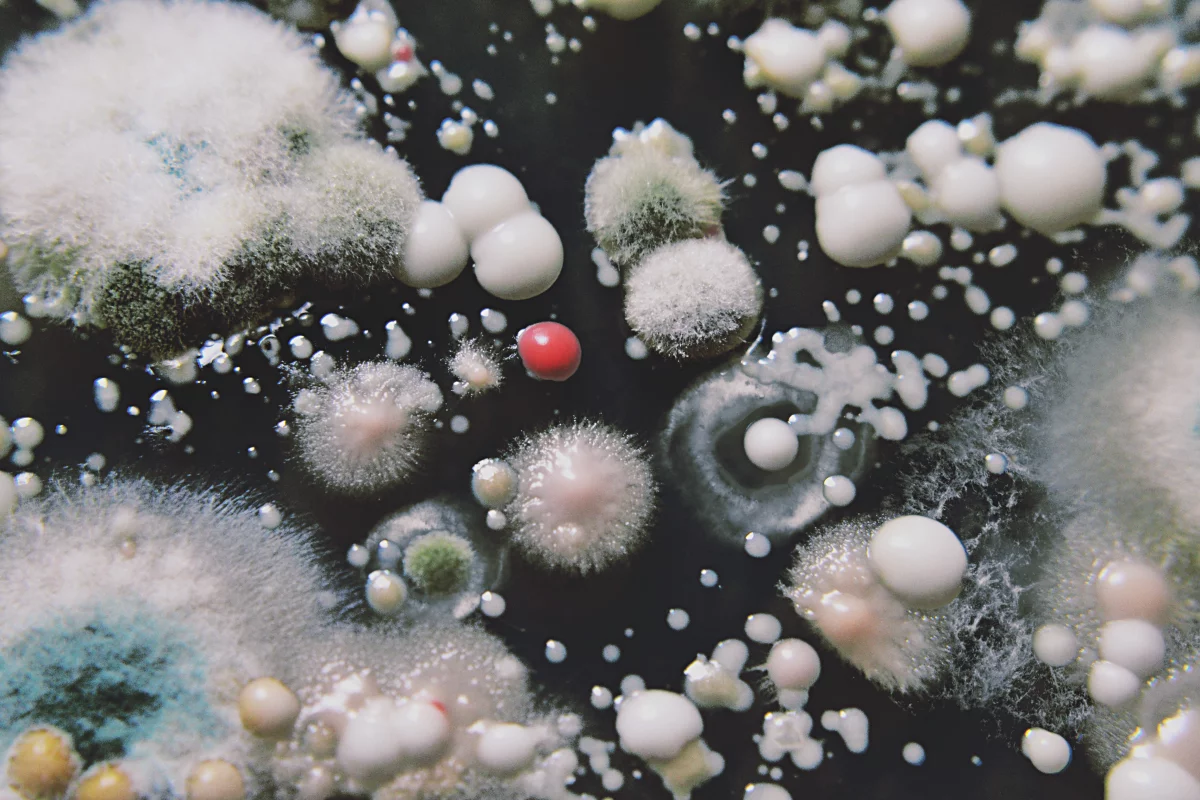 There may be as many as one trillion species on Earth, the vast majority of which are microorganisms like the ones pictured here