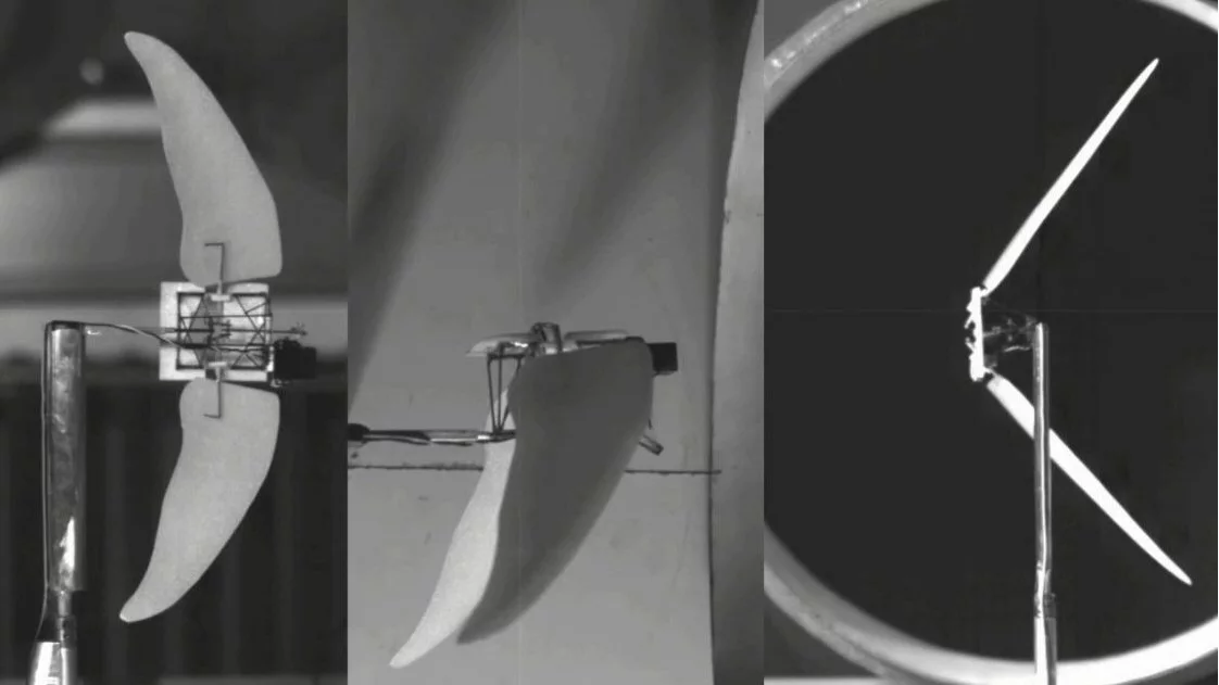 Researchers inspired by the wings of swifts and swftlets have developed an experimental Micro Air Vehicle which combines flapping and gliding flight modes for improved efficiency