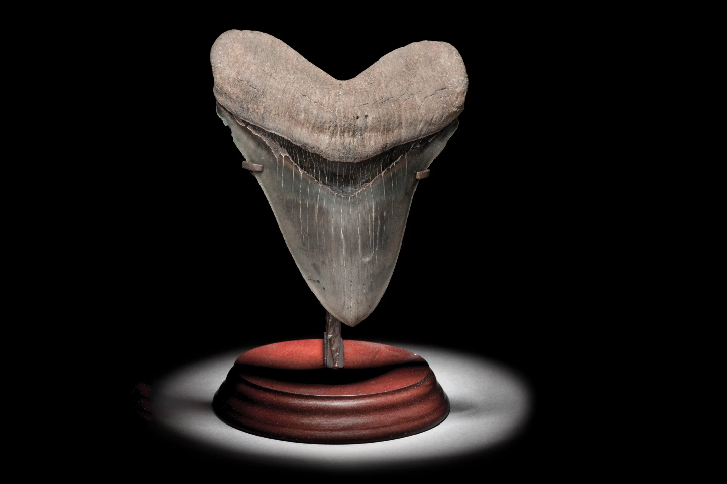 A large Megaladon tooth | Sold for: $5,349 (£4,375) by Christie's on May 21, 2020