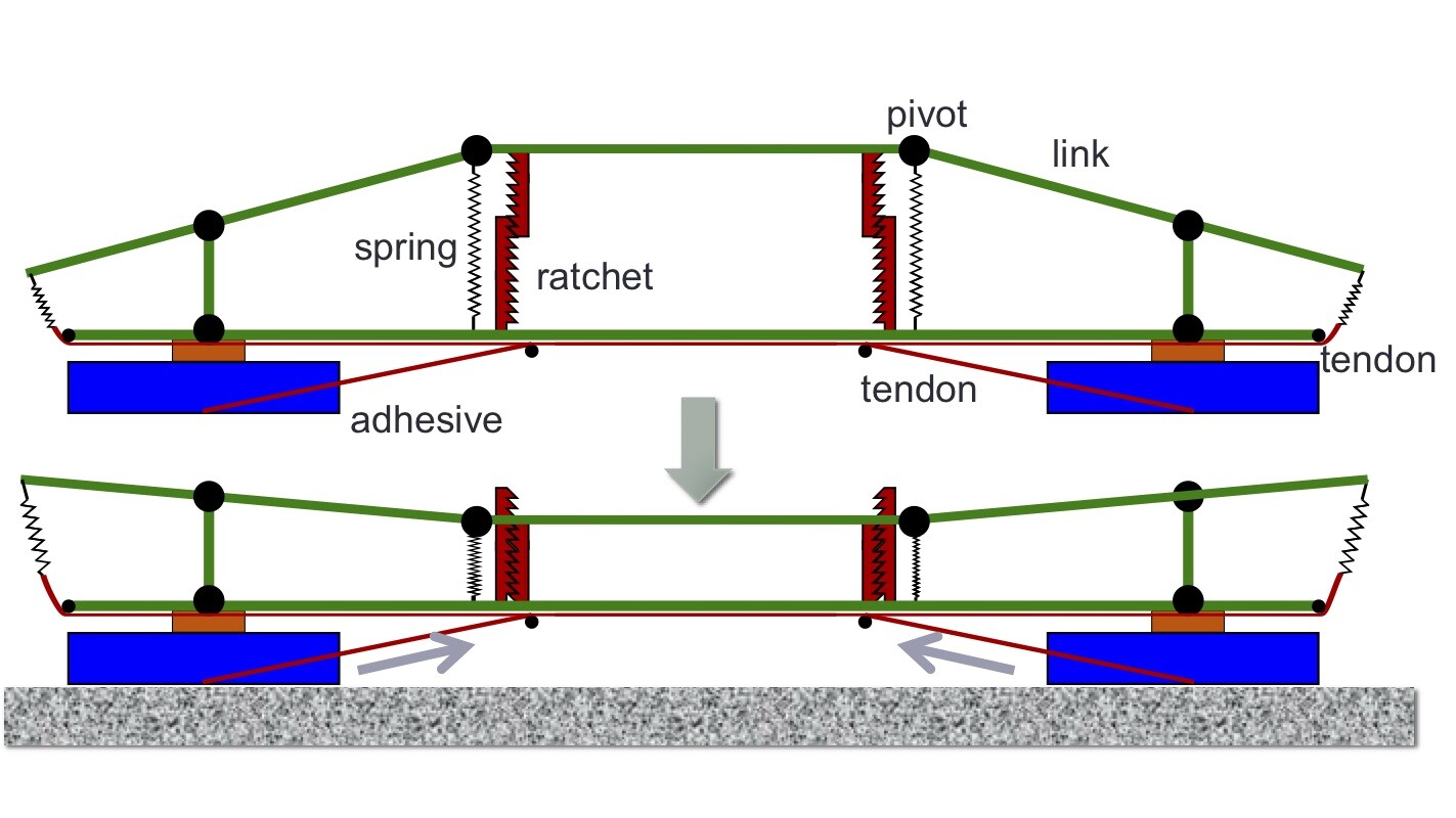 Inspired by the abilities of geckos and insects, the landing mechanism combines dry adhesives and aligned tendons to stick to most surfaces and remain in place