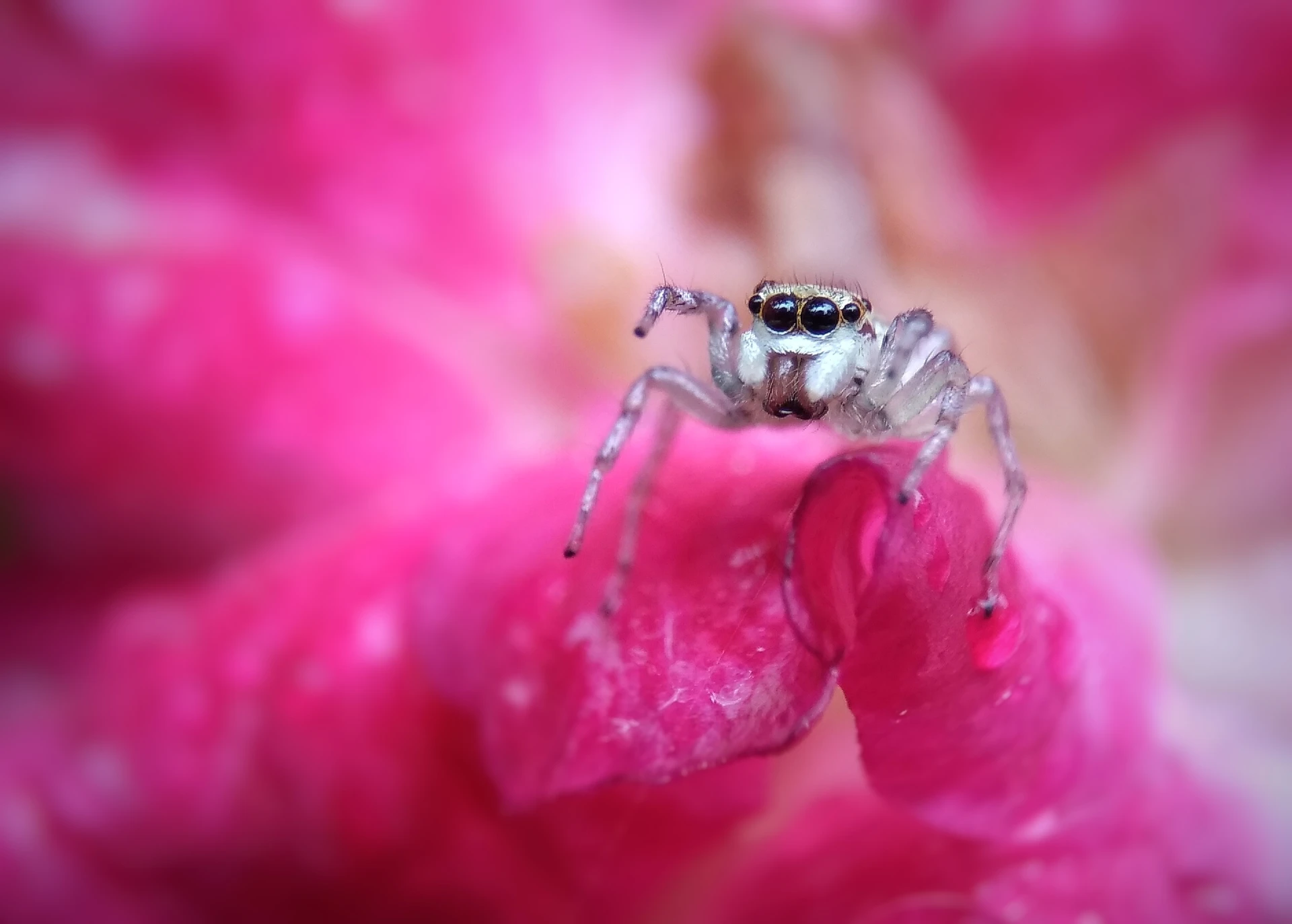 Small Format Photgraph Example Little things, grand visions: The best small photography of 2020