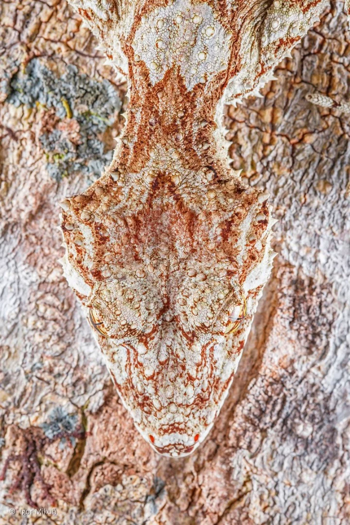 Animal portrait winner: Northern leaf-tailed gecko (Saltuarius cornutus) by Igor Mikula – a gecko blends in with its surroundings near Lake Eacham, Queensland, Australia