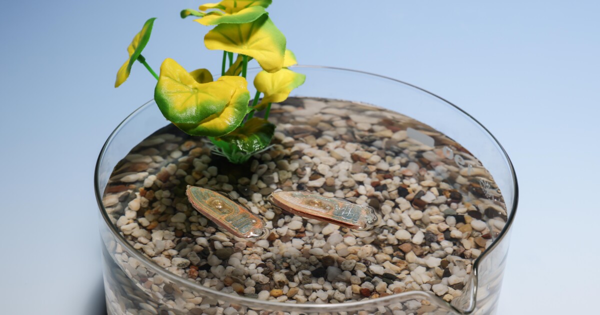Swiss scientists develop edible aquatic robots for environmental monitoring