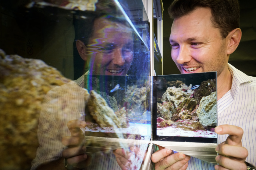 Researcher Alex Jordan administers the mirror test on cleaner wrasse fish