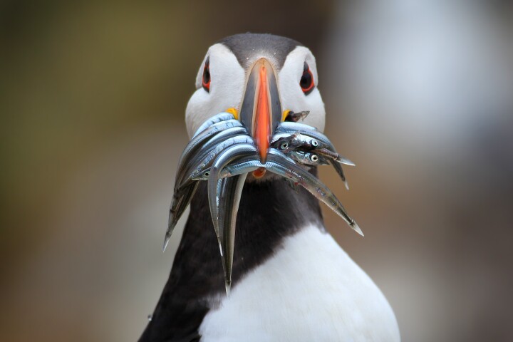 We all know who this is, but you can now ID nearly every species of bird across the globe via your phone