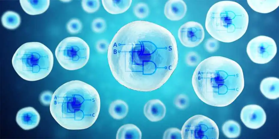 CRISPR has been used to insert biological computer processors into human cells