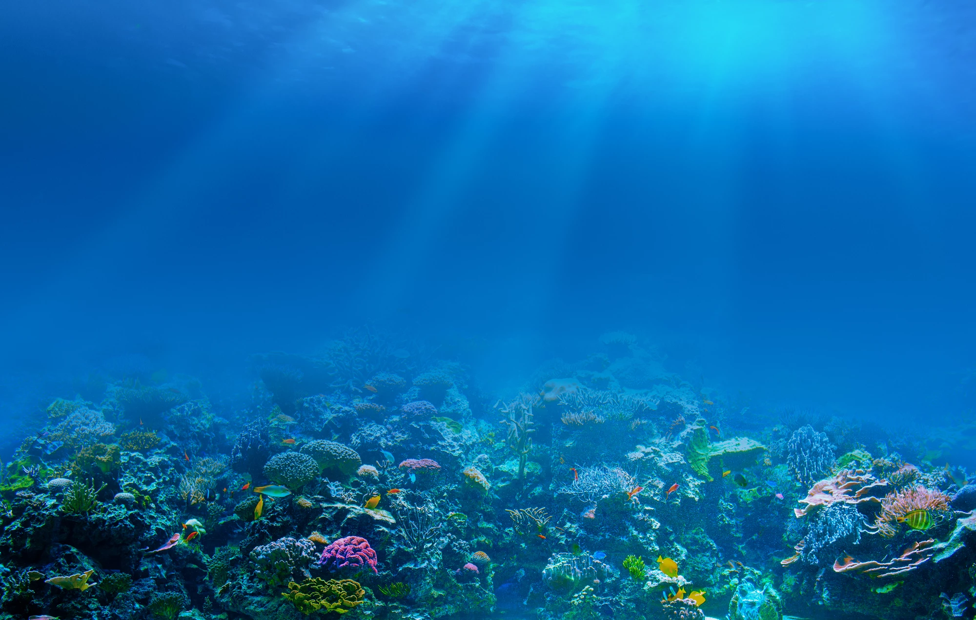 New research has shown how nutrient flows also pose a risk to vulnerable corals