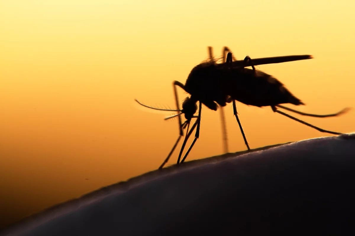 Research has found that mosquitoes use binding proteins on their legs to detect insecticides