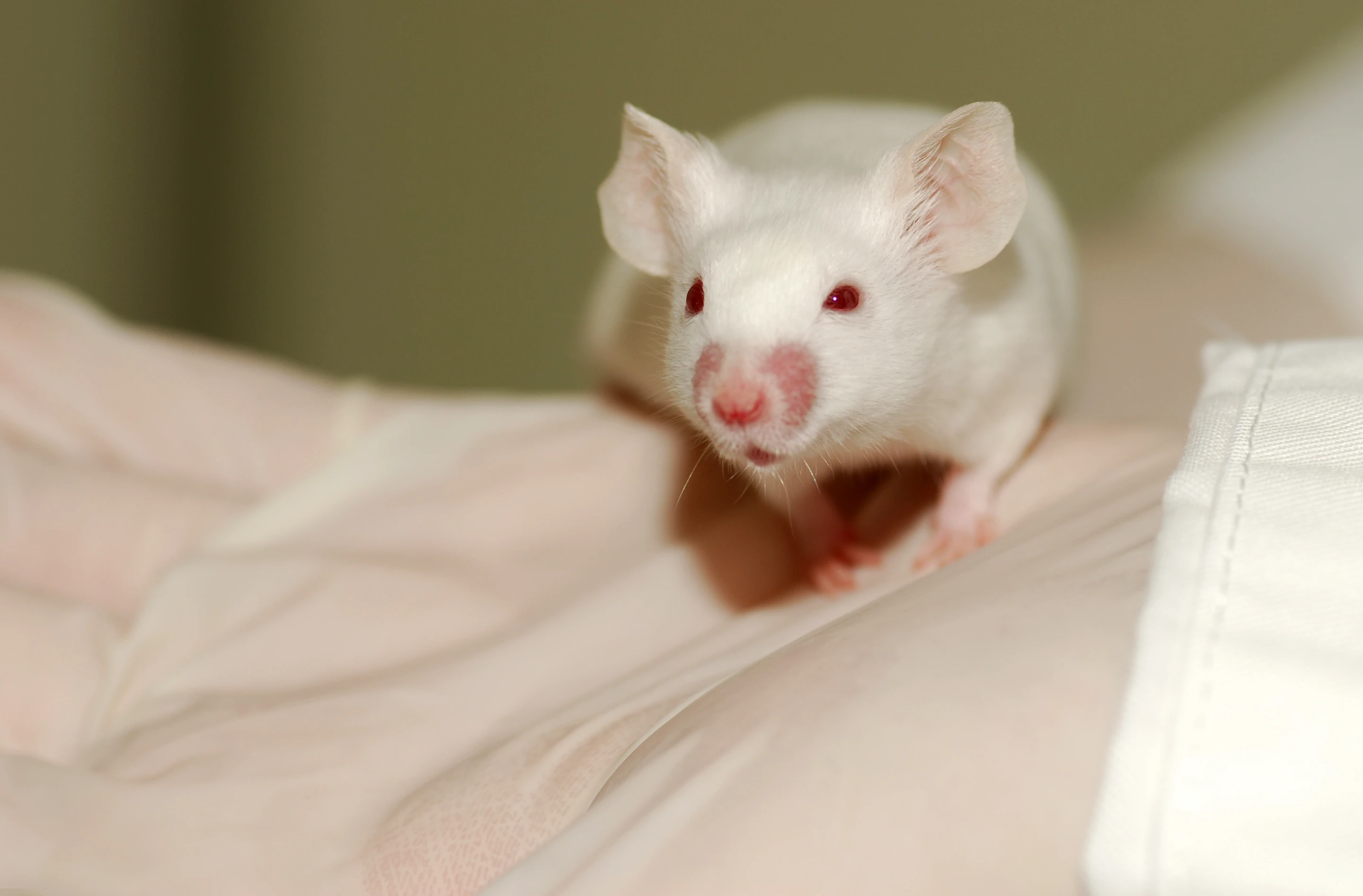Researchers have created a bioengineered heart that beat at 40 to 50 beats per minute (Image: Shutterstock)