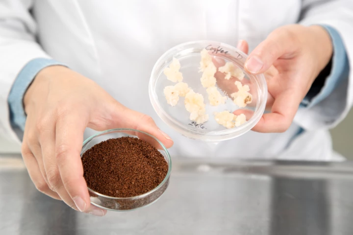 Roasted lab-grown coffee produced at VTT, along with coffee cell cultures (right)