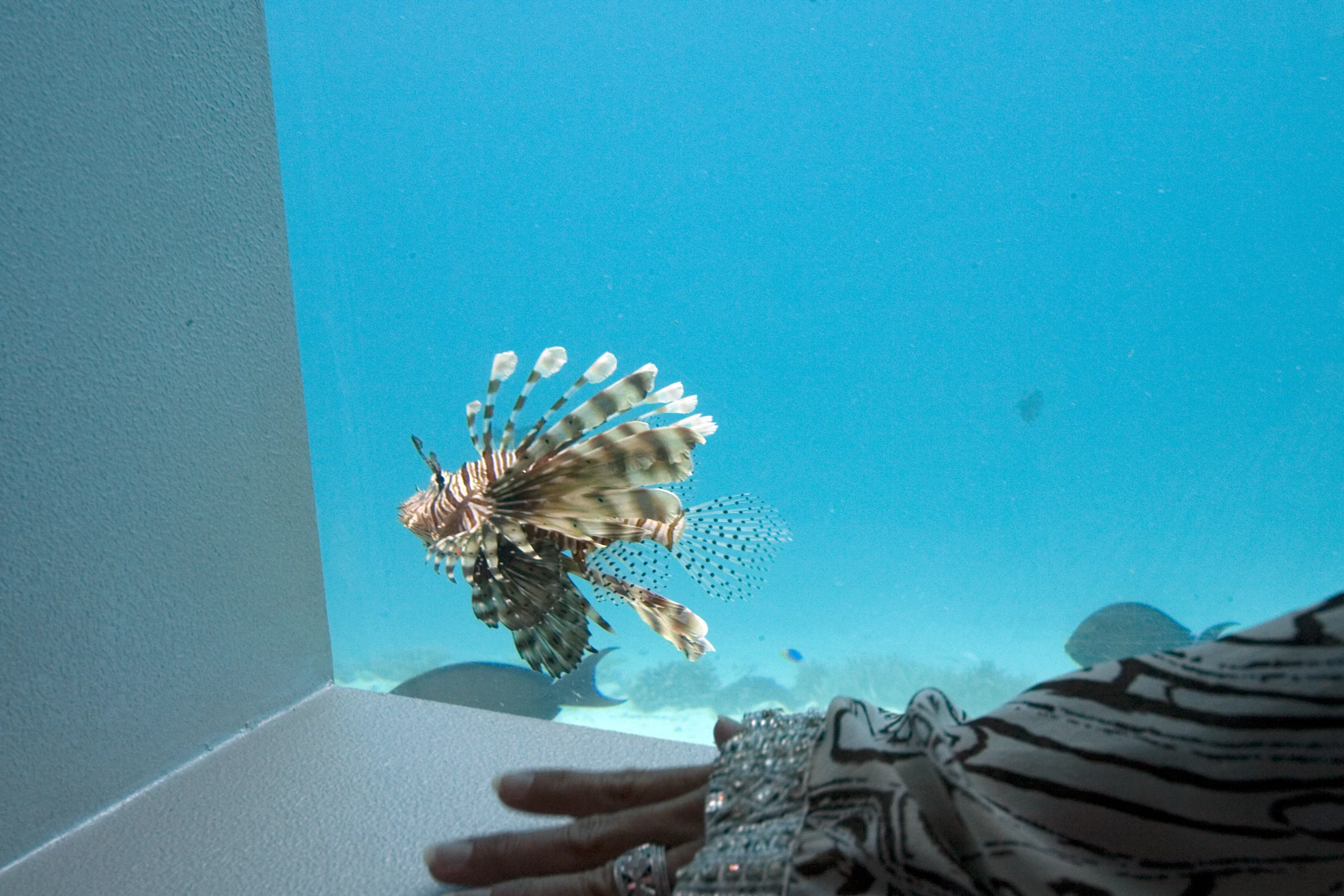 Local fish and underwater life can be observed while taking a massage