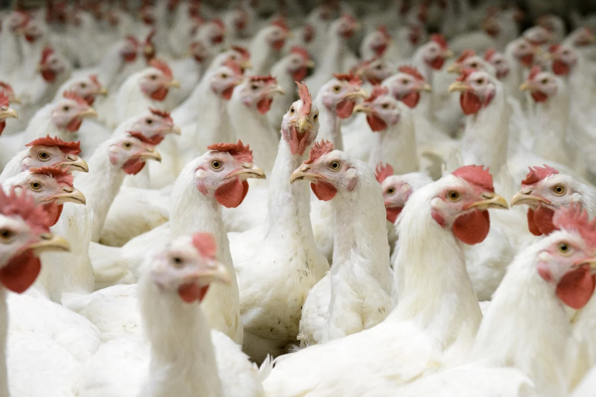 Researchers in Nigeria have developed a process that mixes chicken manure and an invasive weed together to create biofuel