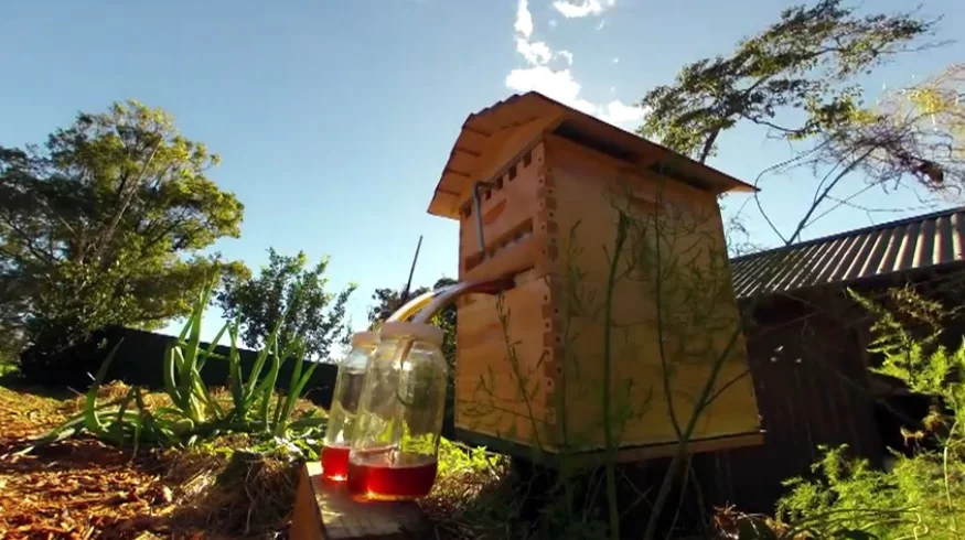 The Honeyflow allows honey to be siphoned straight from a beehive without opening the lid or disturbing the bees inside (Photo: Honeyflow)