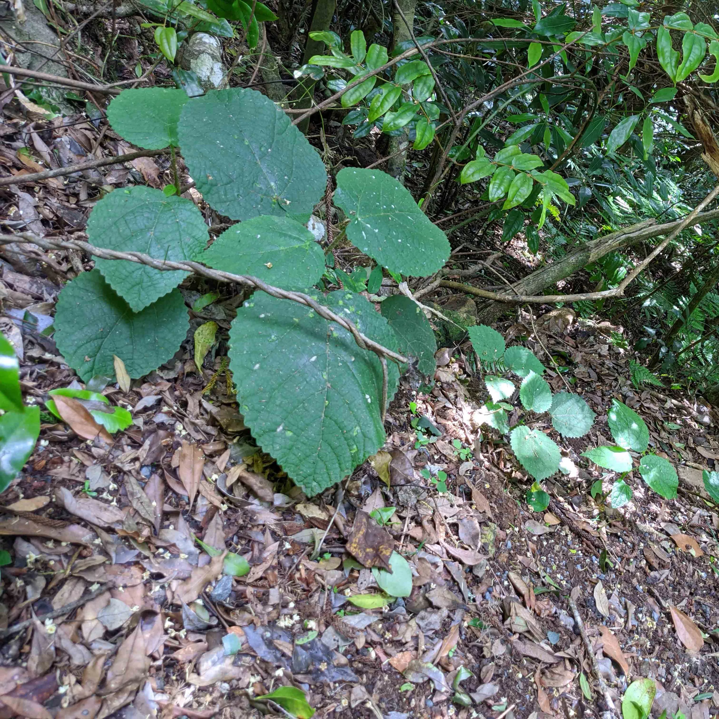 The Gympie-Gympie stinging tree, also known as the suicide plant, is notoriously found in rainforests along the north-east coast of Australia