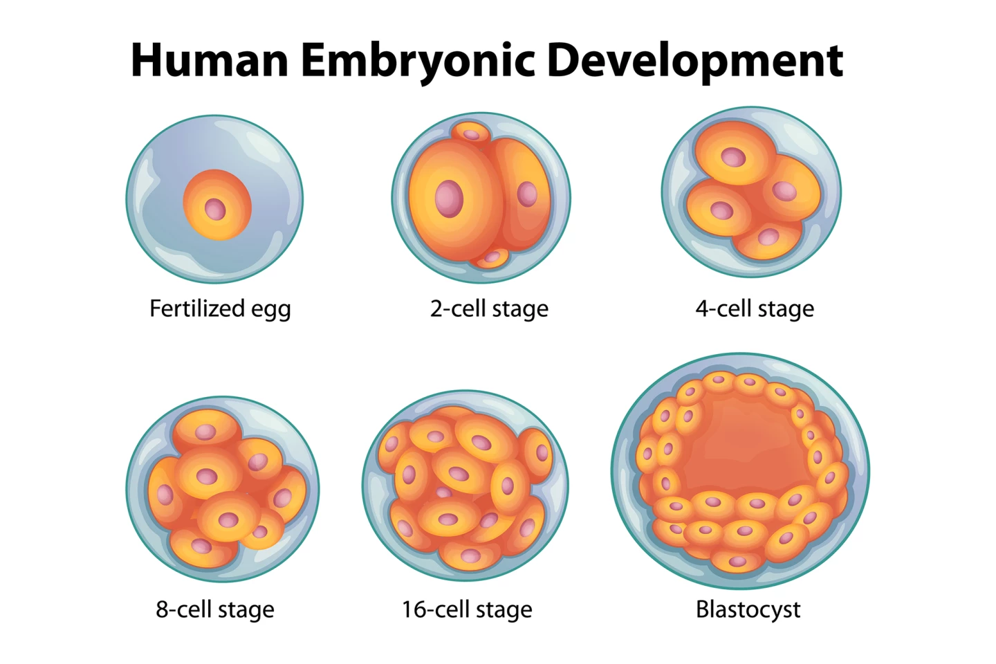 Stages of embryonic development from single cell to multiple cell organism