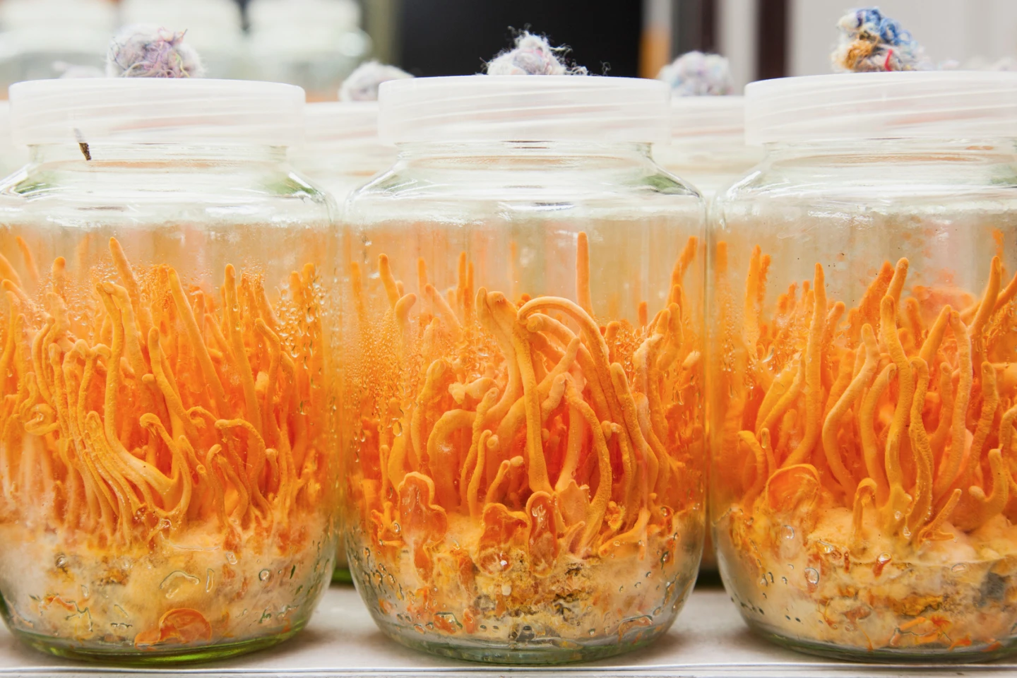 Cordyceps militaris being grown in a lab