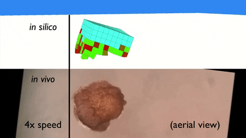An animation showing the simulated movement of the xenobot (top) and the actual movement (bottom)