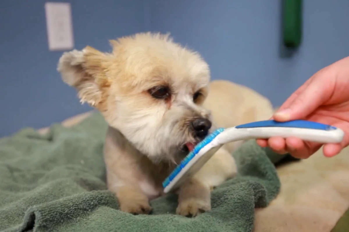 The Orapup is a tongue-cleaning device that is claimed to improve the smell of your dog's breath