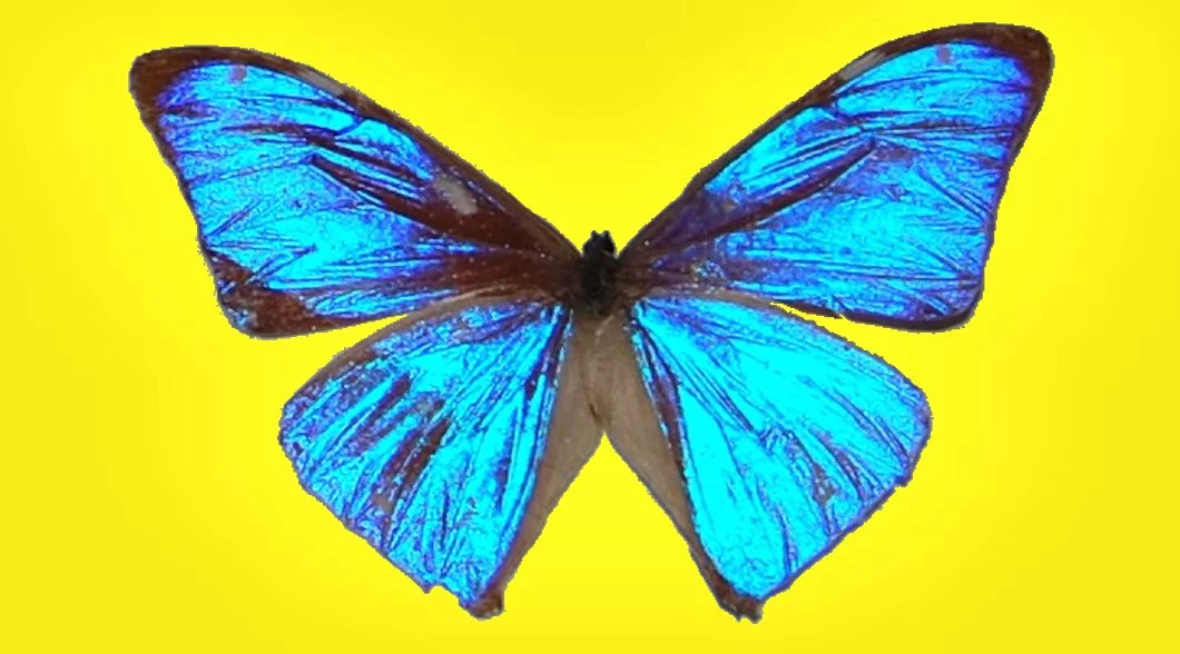 The brilliant blue iridescence of the Morpho Agea butterfly is the result of submicron surface structures – the wing is actually brown (Photo: Peter Ruhr)