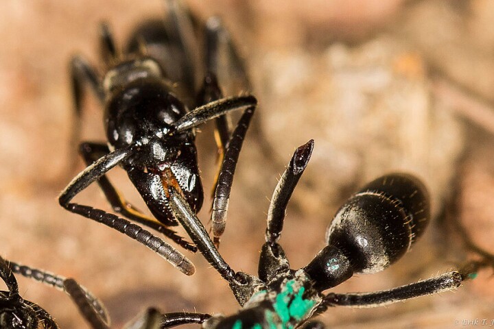 A Matabele ant tends to the wounds of a fellow ant whose legs were bitten off by termites