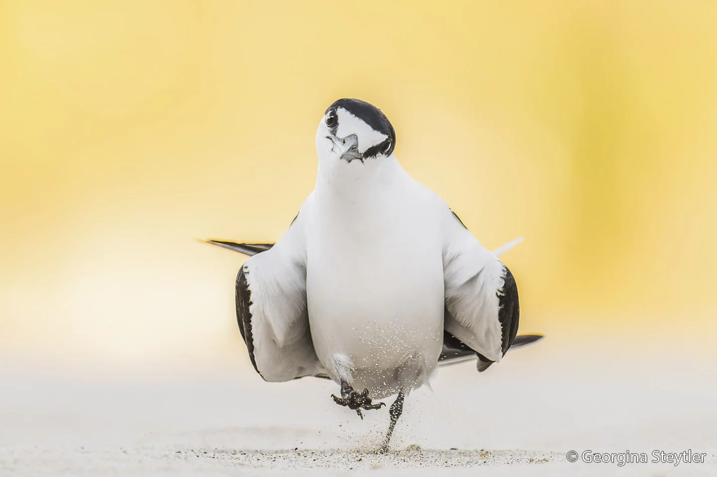 Animal Behaviour: