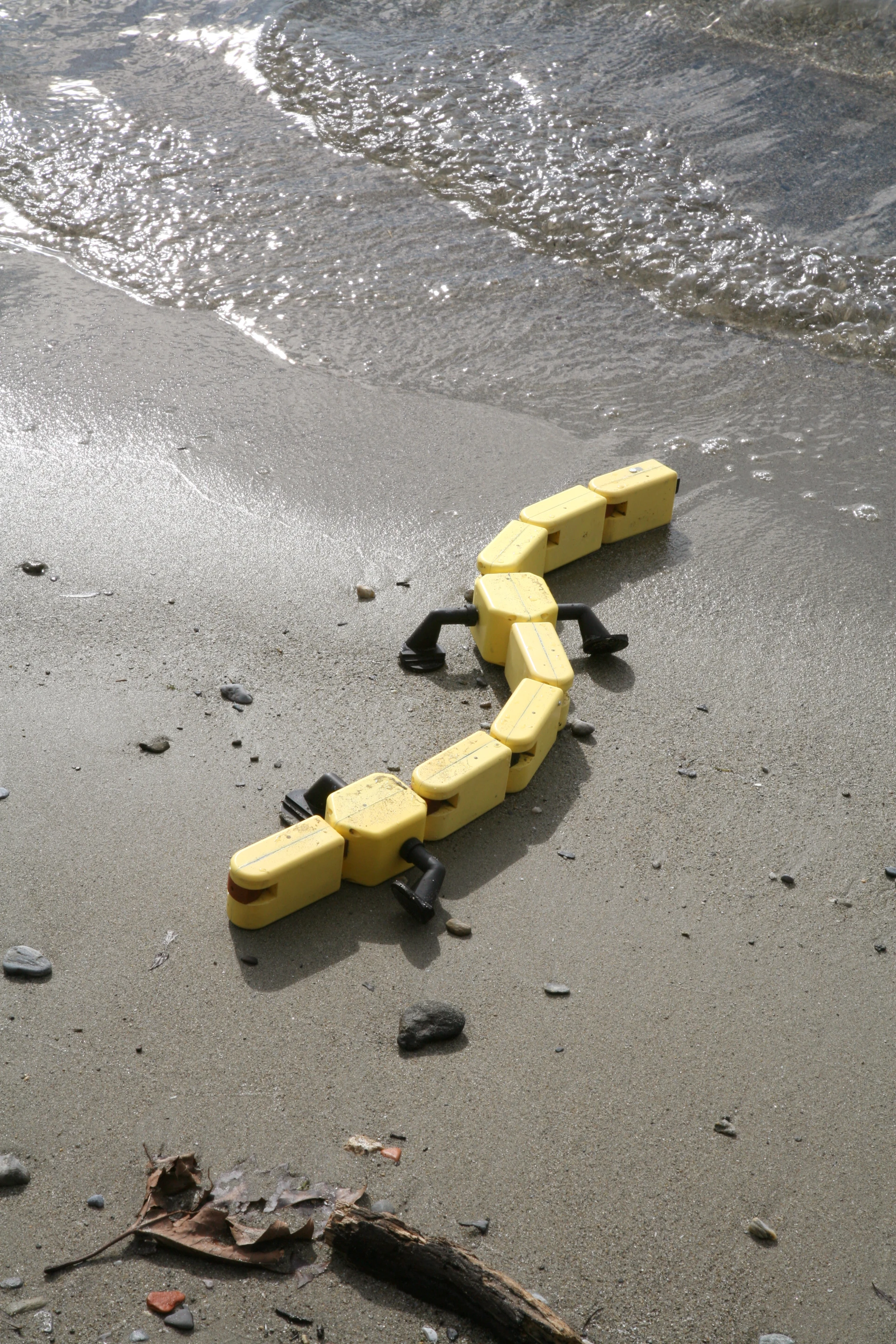 When researchers developed the Salamandra robotica II, they tried to replicate the movement of a salamander to build a robot that can walk or crawl on land as easily as it swims in the water (Photo Credit: A. Herzog, Biorobotics Laboratory, EPFL)