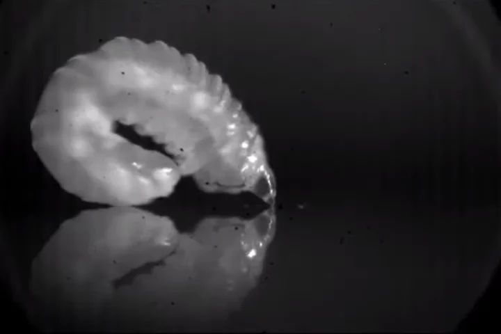 Larva of the goldenrod gall midge prepares to leap through the air by forming a ring shape