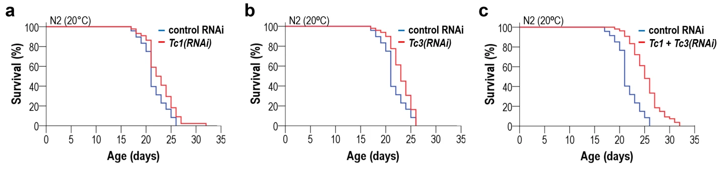 Downregulation of active TE families extended lifespan in C. elegans. Inhibition of Tc1 (a), Tc3 (b) and both TE families (c) promotes longevity. Simultaneous downregulation of Tc1 and Tc3 displays an additive effect. Credit: Sturm, Á., et al., 2023, DBS.