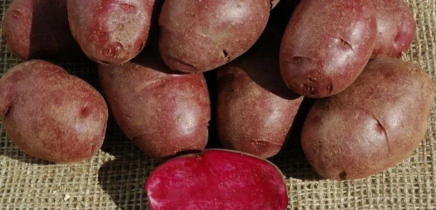 Purple potatoes, anyone?
